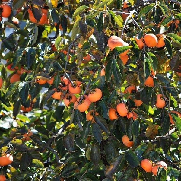 Diospyros kaki Fuyu - Plaqueminier - Kaki pomme Pot de 12L/15L, Demi-Tige