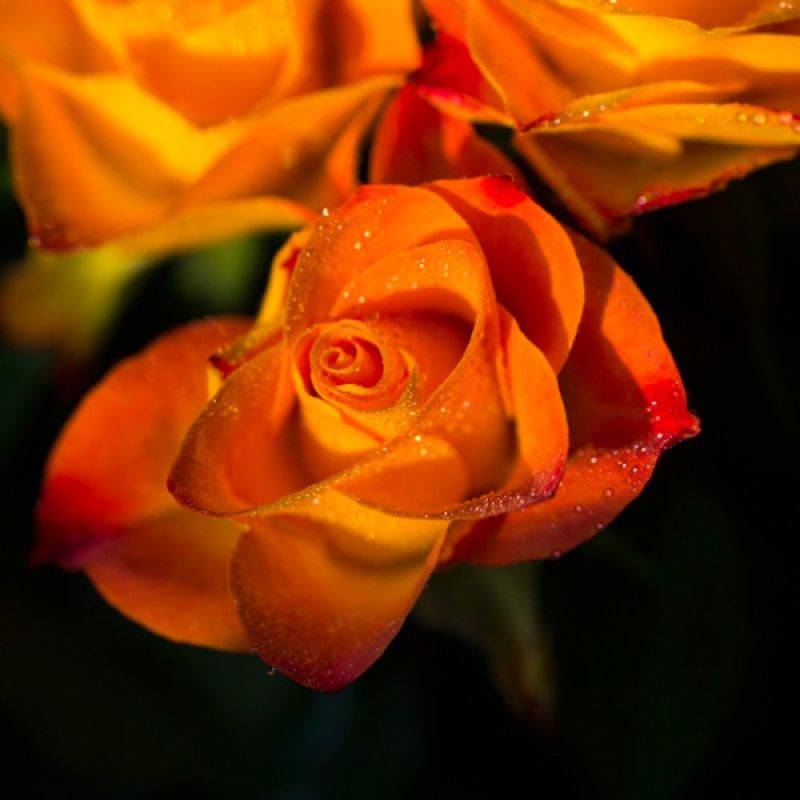 Rosier 'Sutter's Gold' - Racines nues - Taille 20 à 30cm - Pépinières Naudet - Image 1