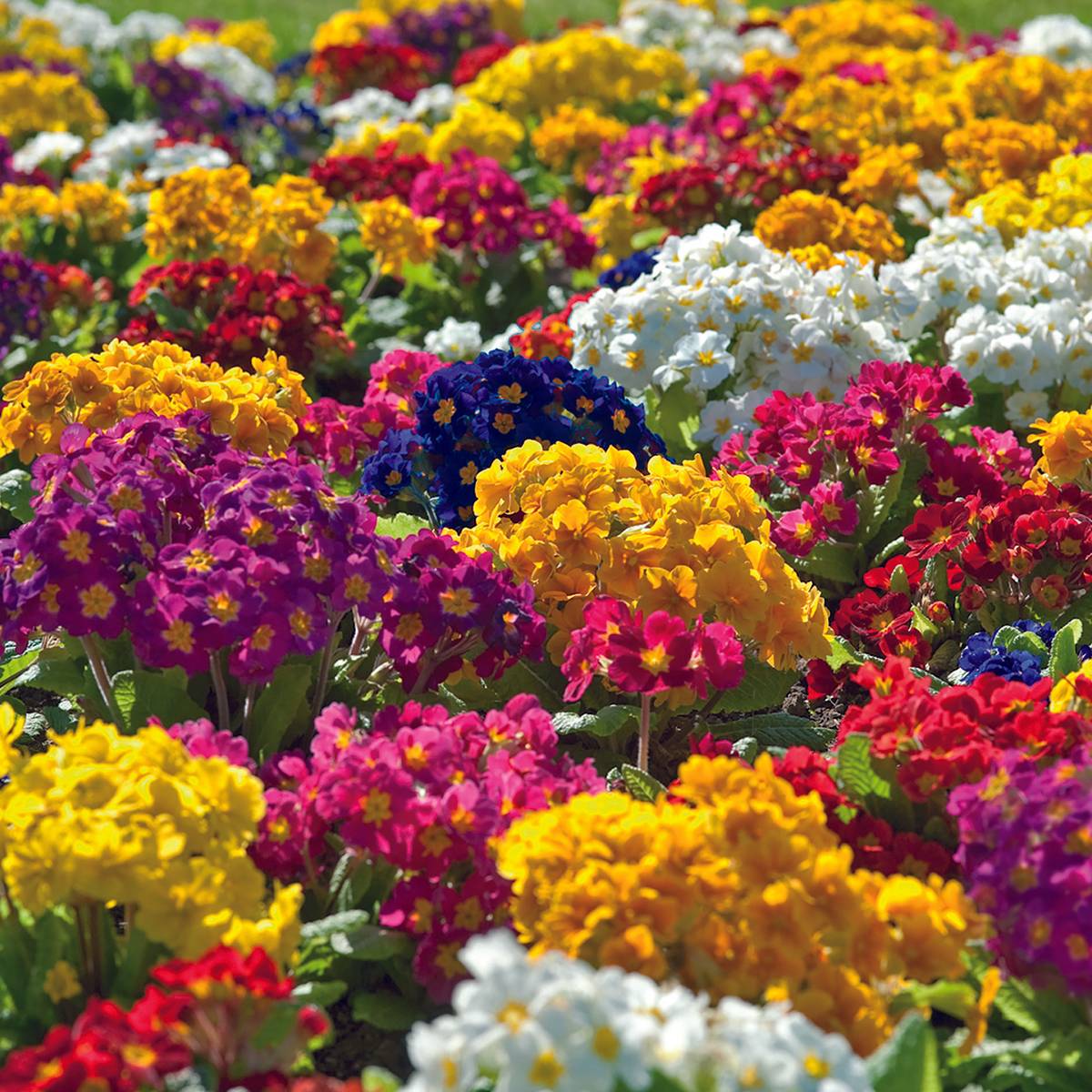 Promesse de Fleurs - Graines de Primevère Crescendo® Mix (primed) - Primula elatior le sachet de 15 graines environ