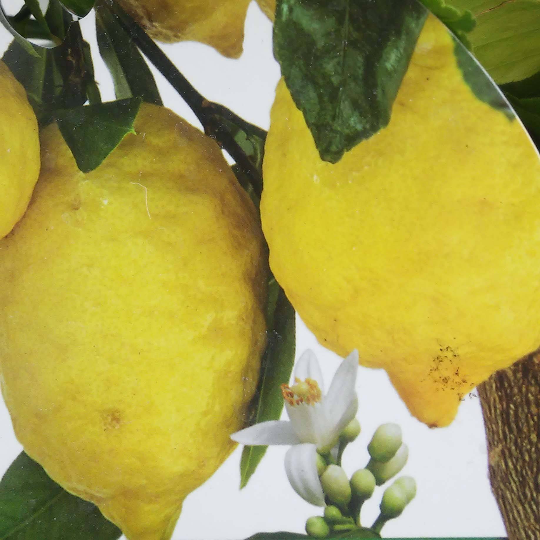 Citronnier - Citrus limon Femminello Incappucciato Pot de 4L/5L, 1/4 de tige