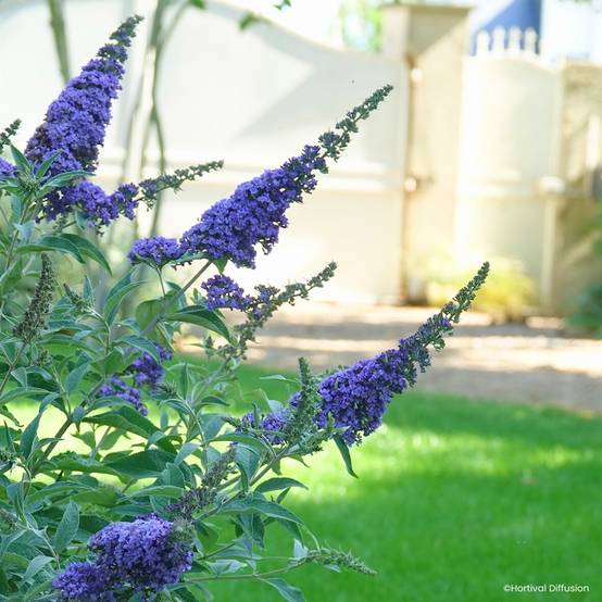 Buddleia davidii Rêve de Papillon Blue - Arbre aux papillons Pot de 2L/3L