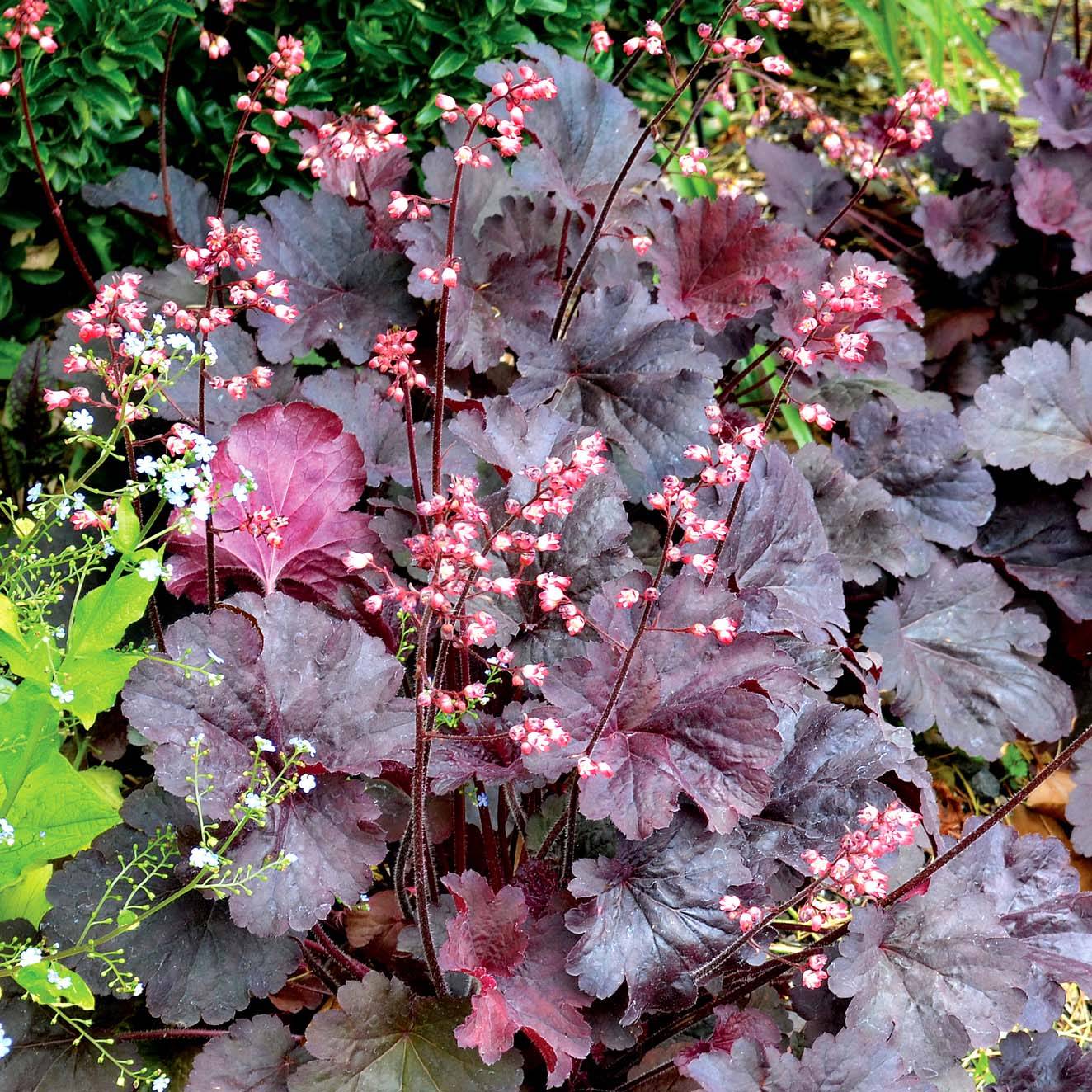 Heuchère - Heuchera Bella Notte Godet de 8/9 cm