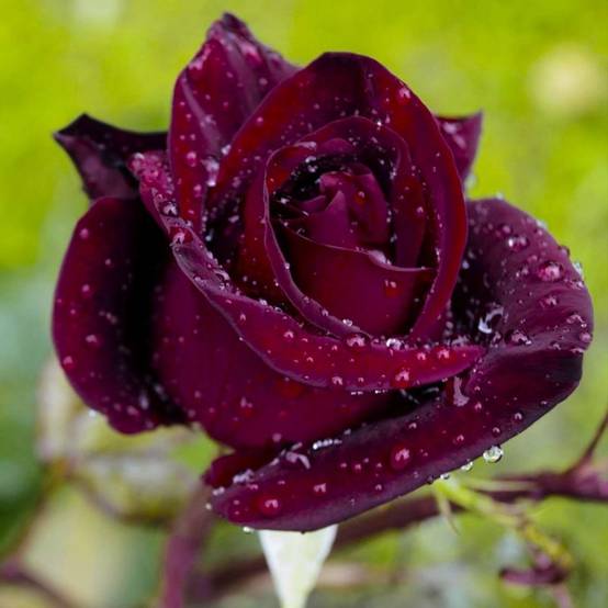 Rosier 'Black Baccara® Meidebenne' - Racines nues - Taille 20 à 30cm - Pépinières Naudet - Image 1