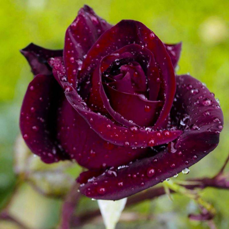 Rosier 'Black Baccara® Meidebenne' - Racines nues - Taille 20 à 30cm - Pépinières Naudet - Image 1