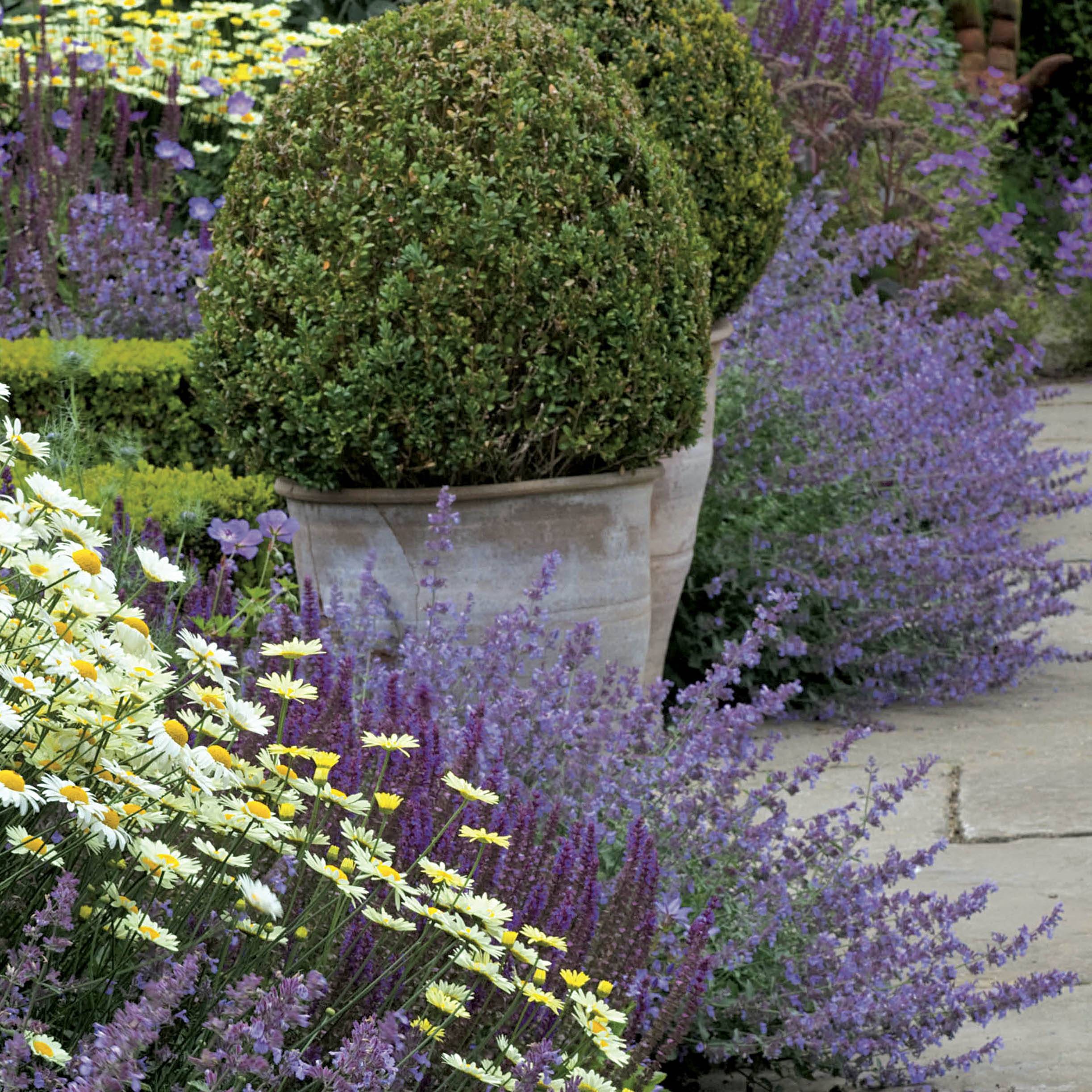 Nepeta faassenii Walker's Low Pot de 2L/3L
