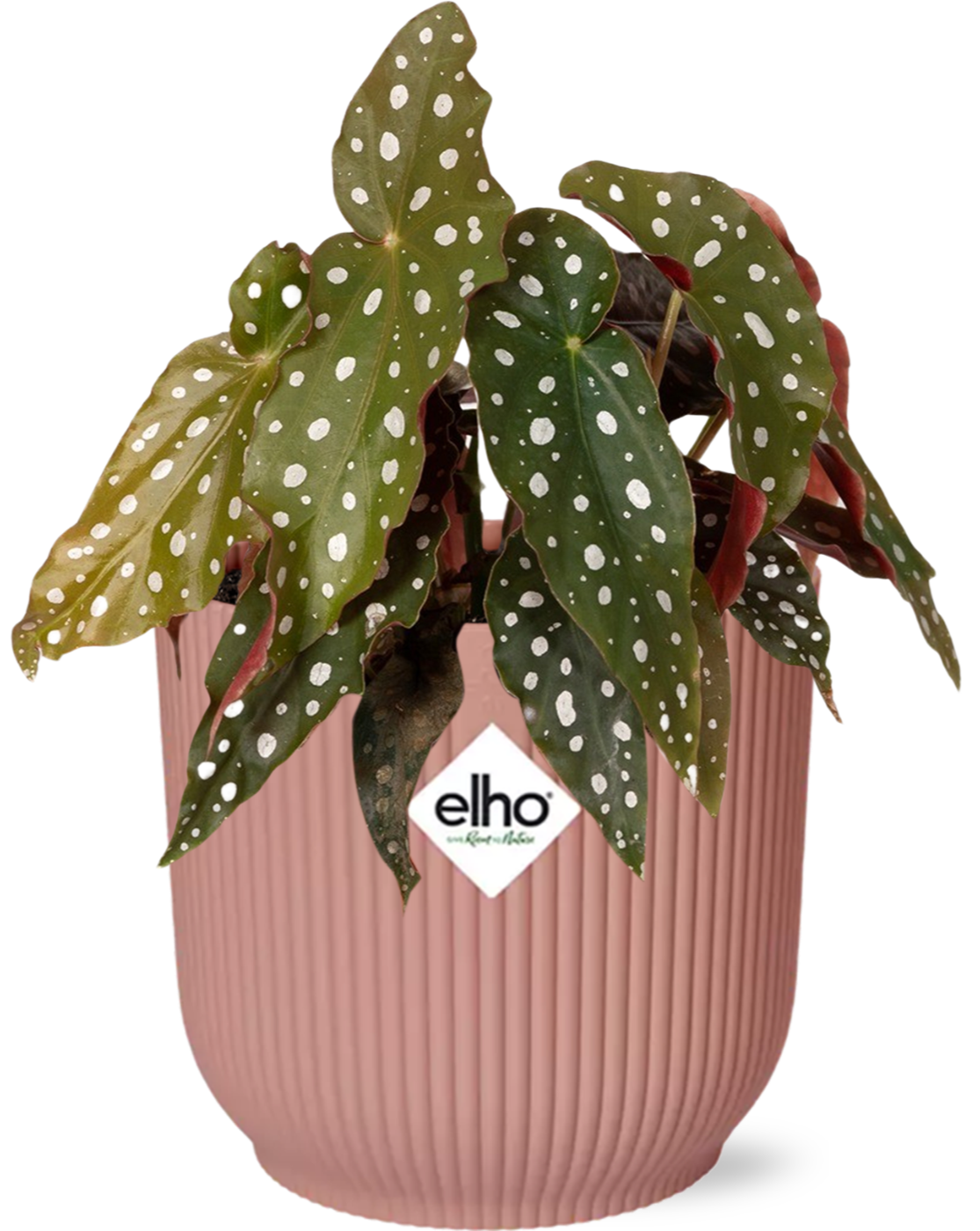 Begonia Maculata + ELHO Vibes Fold 14cm rose - ↕20cm - Plantes d'intérieur
