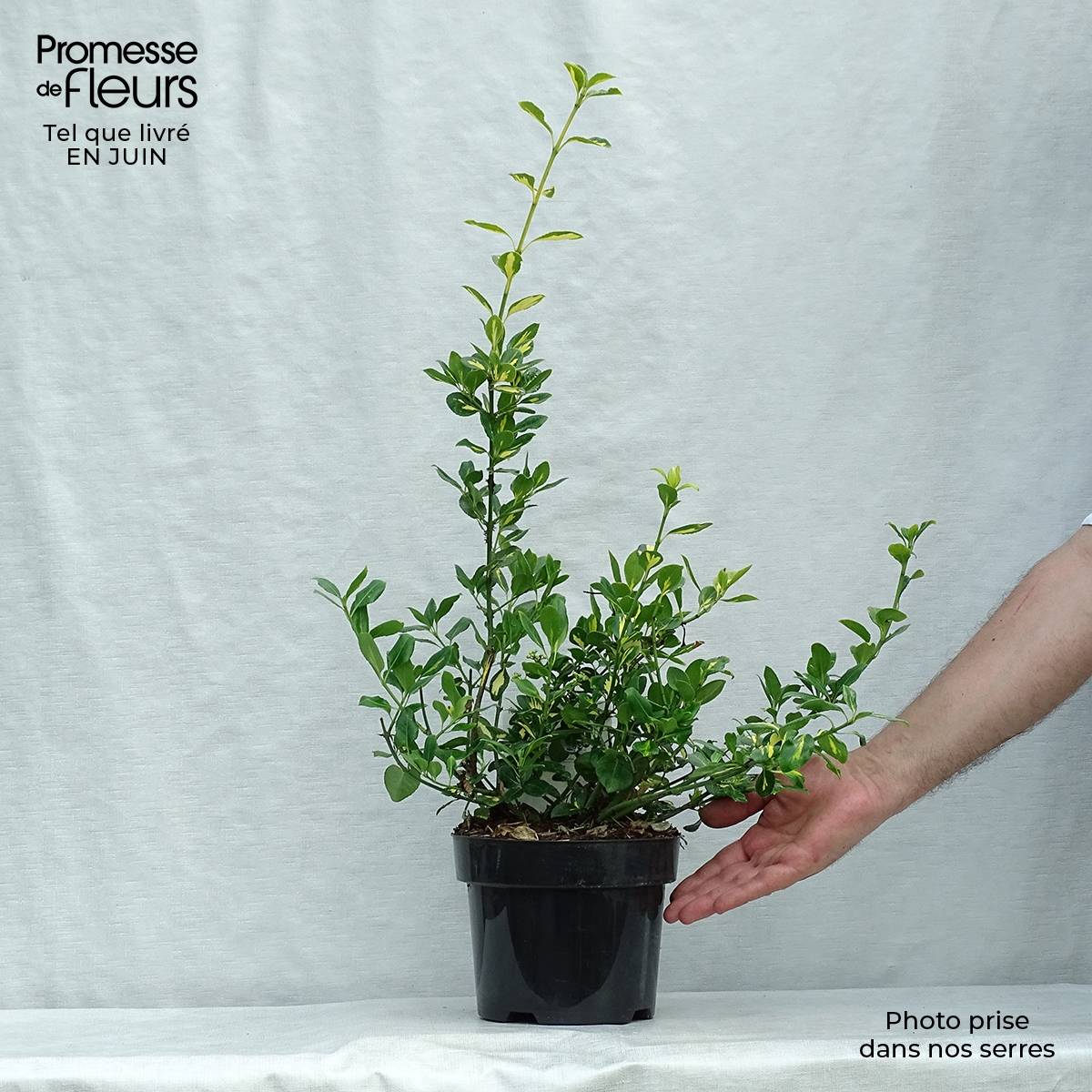Euonymus fortunei Blondy - Fusain persistant panaché Pot de 2L/3L - Image 2