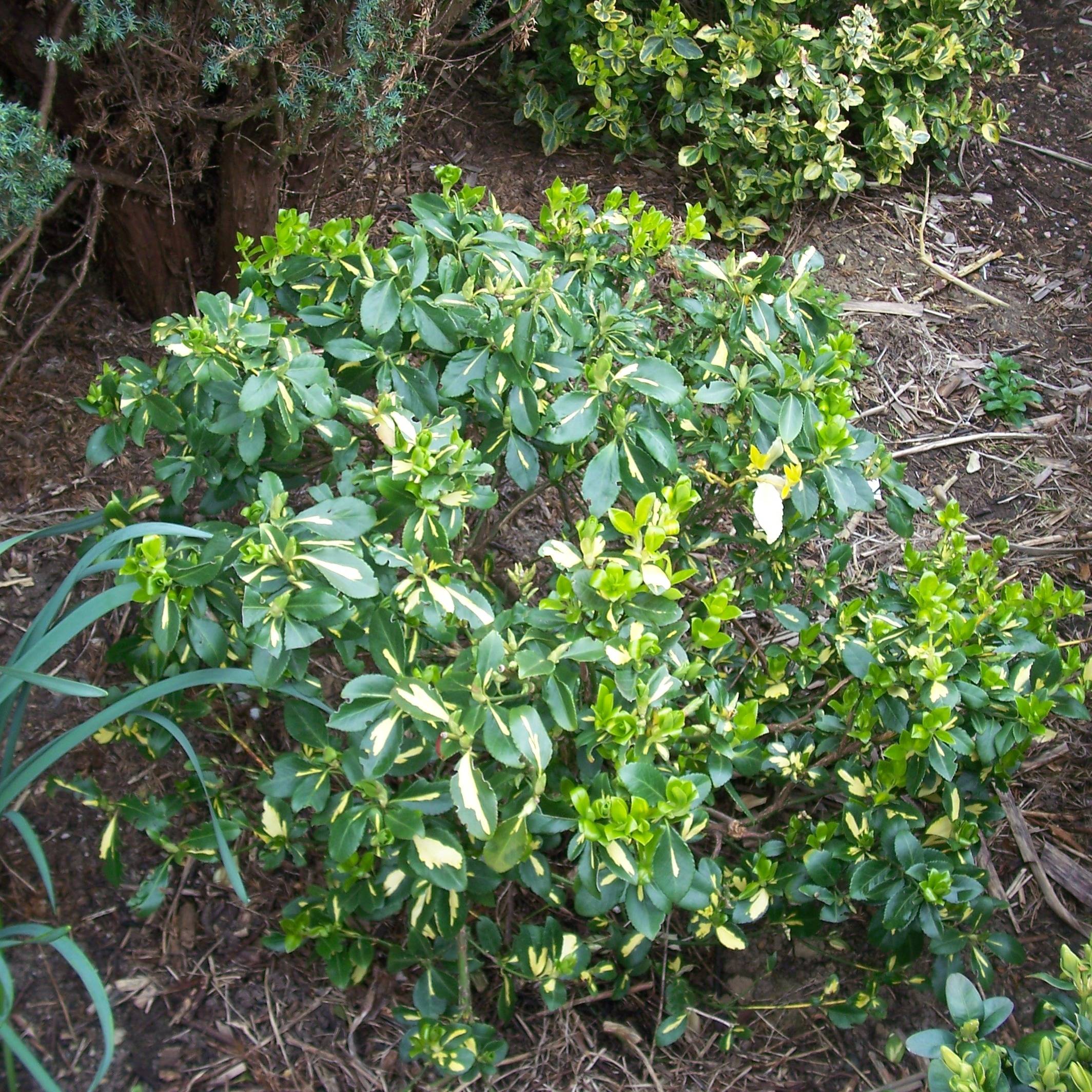 Euonymus fortunei Blondy - Fusain persistant panaché Pot de 2L/3L - Image 1