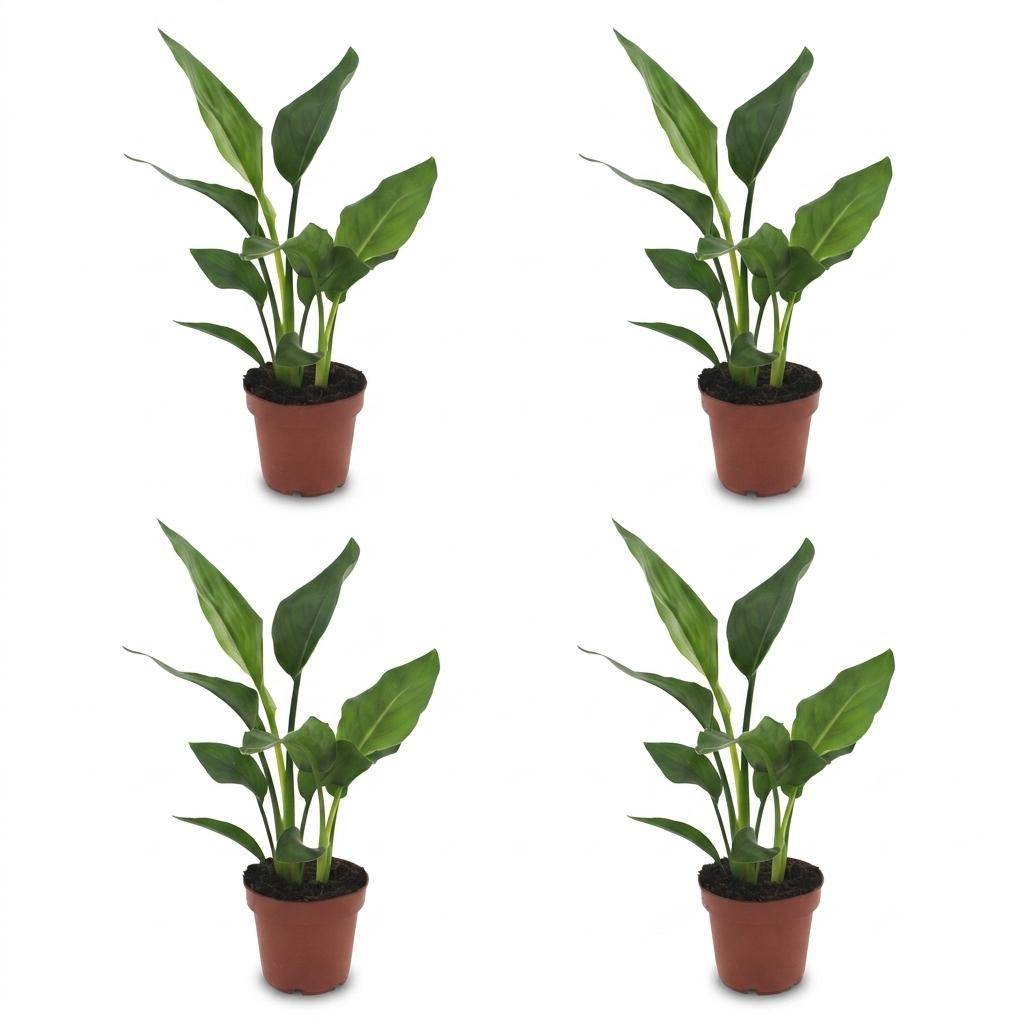 Strelitzia Reginea - Oiseau de paradis - Pot de 12cm - 4 plantes - Sans cache-pot - Plantes d'intérieur - Image 2