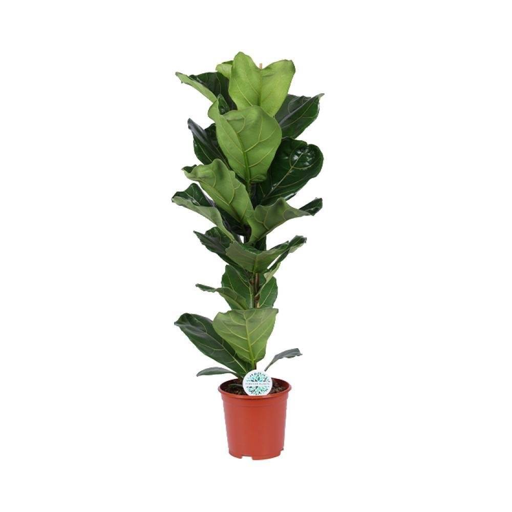 Ficus Lyrata 90cm - Plante d'intérieur- La Green Touch - Image 3