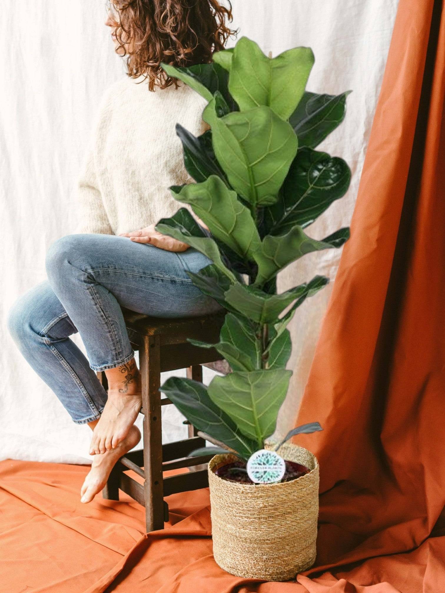Ficus Lyrata 90cm - Plante d'intérieur- La Green Touch - Image 2
