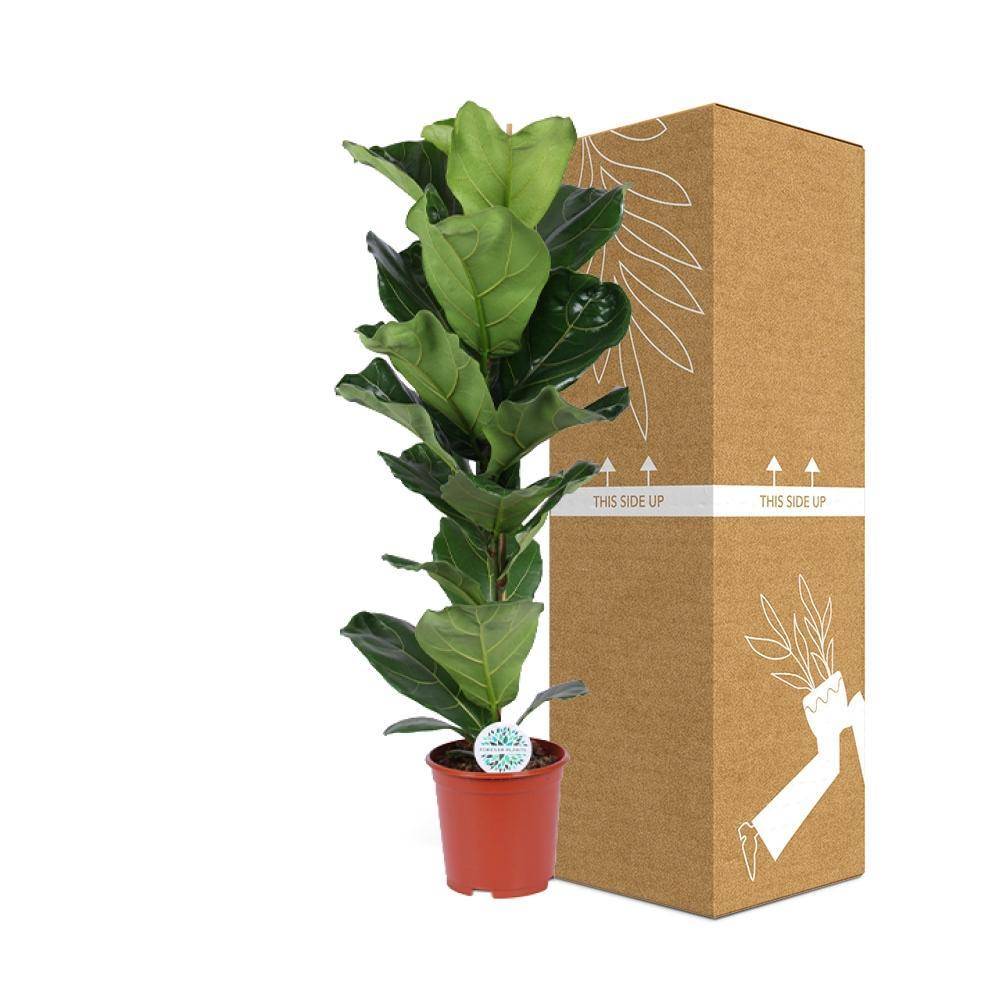 Ficus Lyrata 90cm - Plante d'intérieur- La Green Touch - Image 5