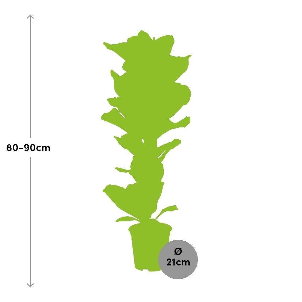 Ficus Lyrata 90cm - Plante d'intérieur- La Green Touch - Image 4