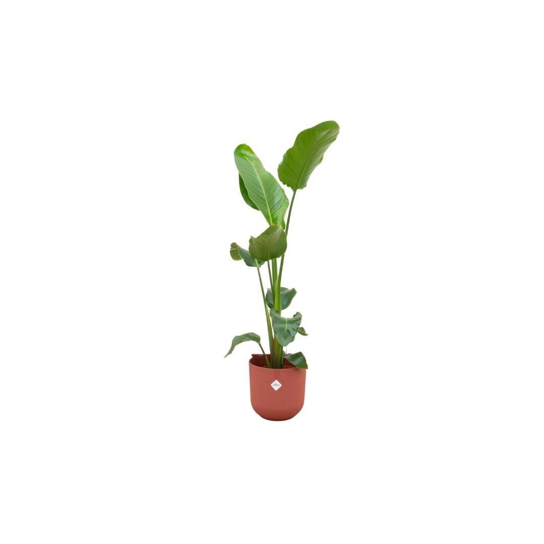 Strelitzia Nicolai 120 cm et son pot- La Green Touch Rouge 23cm - Hauteur 120cm