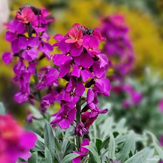 Promesse de Fleurs - Giroflée vivace - Erysimum Colour Vibe Purple Godet de 8/9 cm