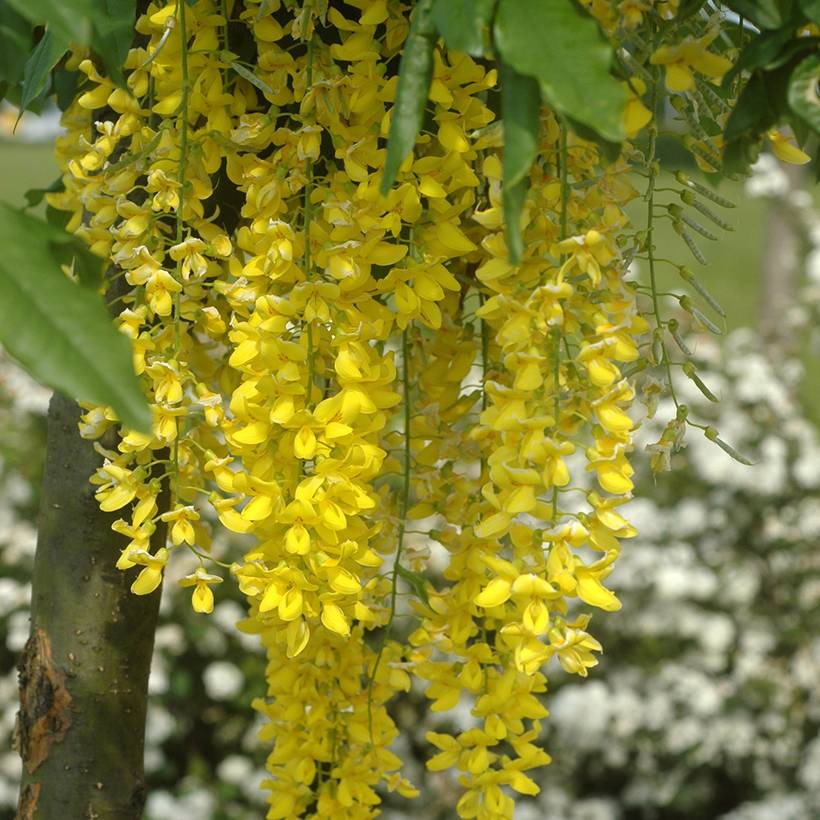 Promesse de Fleurs - Laburnum watereri Vossii - Cytise pluie d'or Pot de 3L/4L