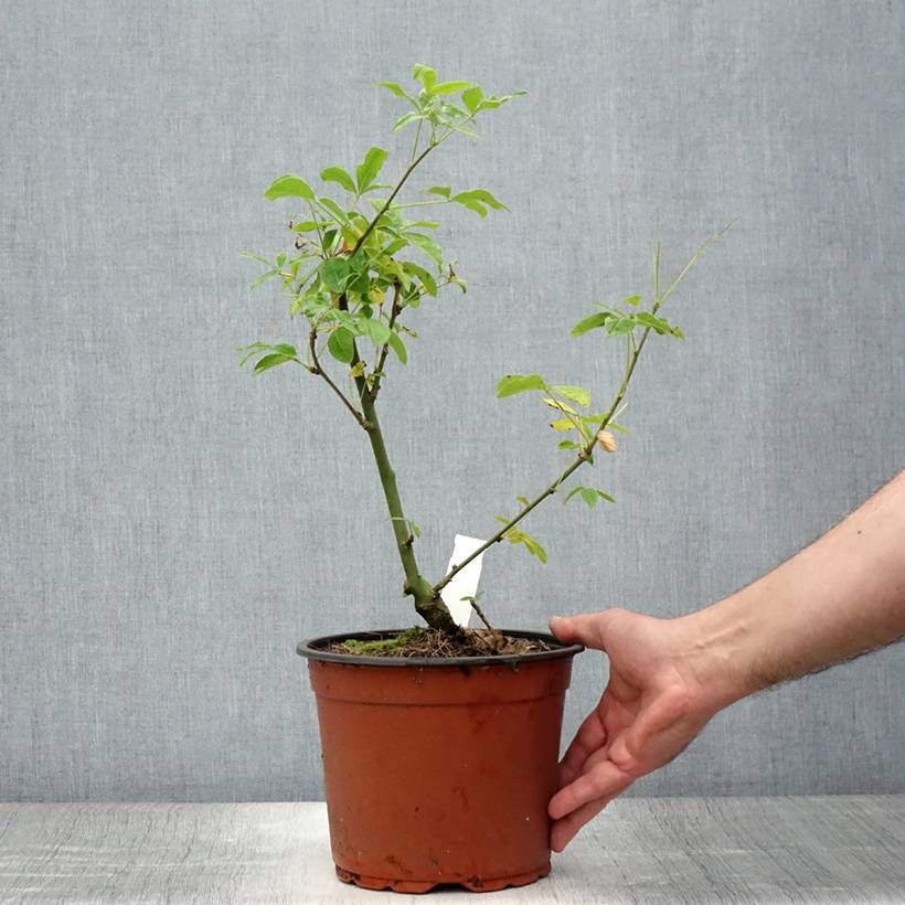 Promesse de Fleurs - Laburnum watereri Vossii - Cytise pluie d'or Pot de 3L/4L - Image 2