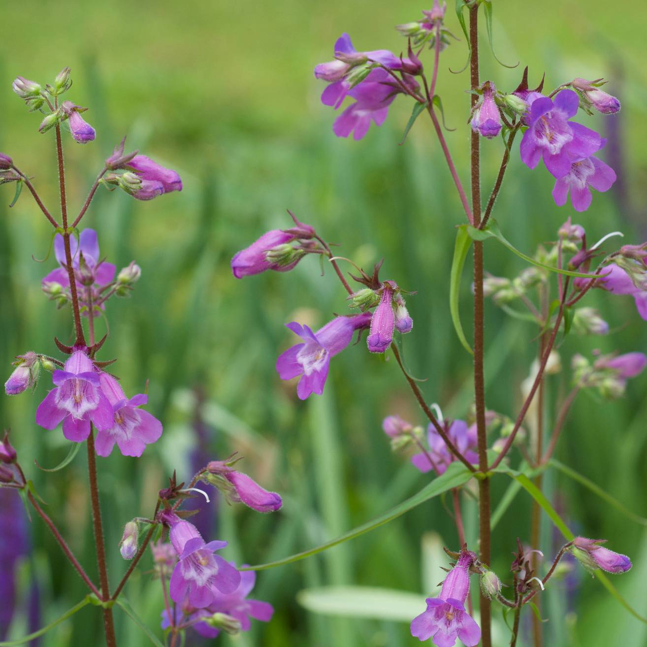 Penstemon hybride Sour Grapes - Galane Pot de 2L/3L