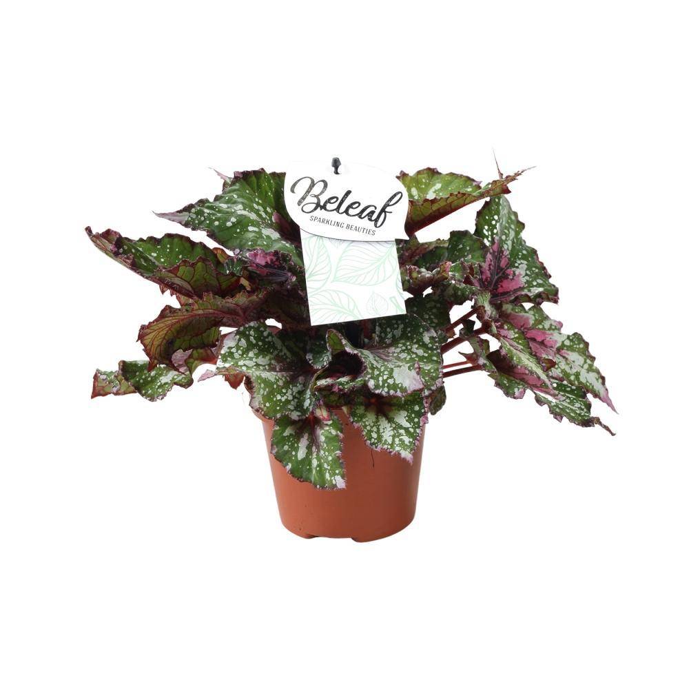 La Green Touch - Begonia Beleaf 'Alaska Creek' 32cm - Plante d'intérieur- La Green Touch - Imagen 1