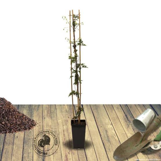 Clématite cartmanii Avalanche® 'Blavaal' à fleurs Blanche - feuillage Persistant - Pot de 3L - Echelle bambou 60/120 cm- hauteur à maturité De 1,50 m - Image 2