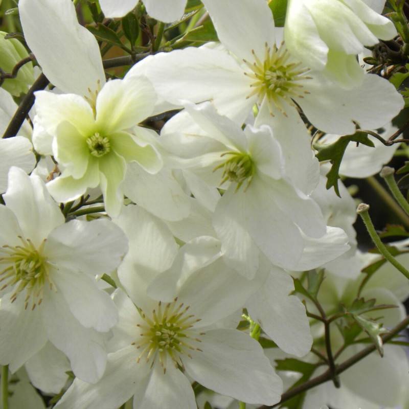 Clématite cartmanii Avalanche® 'Blavaal' à fleurs Blanche - feuillage Persistant - Pot de 3L - Echelle bambou 60/120 cm- hauteur à maturité De 1,50 m - Image 1