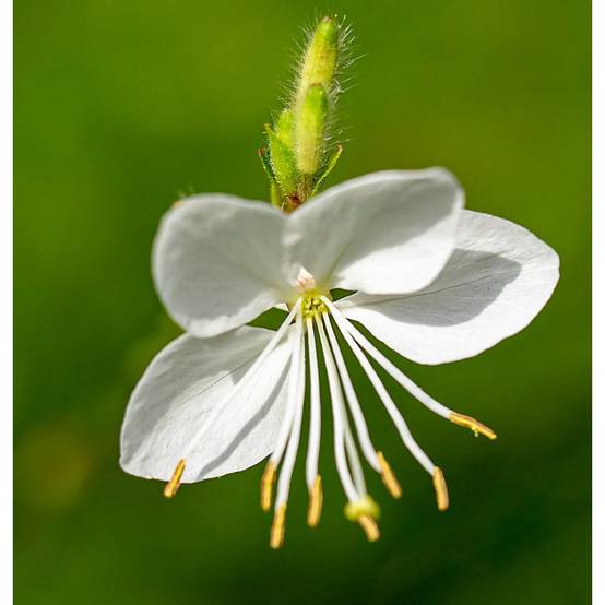 Gaura Sel® Belleza White à fleurs Blanche - feuillage Caduc - Pot de 3L - 40/60 cm- hauteur à maturité De 0,50 m à 1,00 m