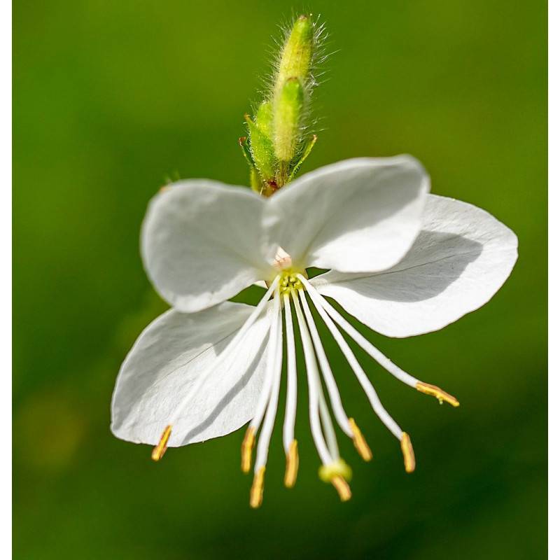 Gaura Sel® Belleza White à fleurs Blanche - feuillage Caduc - Pot de 3L - 40/60 cm-  hauteur à maturité De 0,50 m à 1,00 m