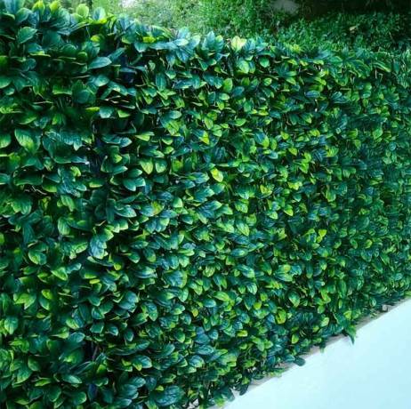 Treillis feuilles Troène doré - H 1 mètre, Long 4 m - Imagen 2