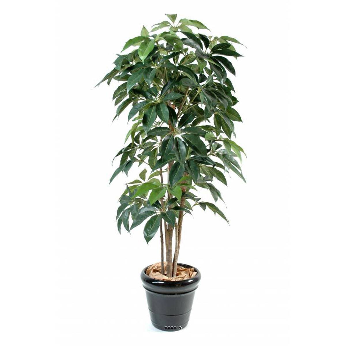 Artificielles - Schefflera factice en pot Iroto tronc nature belle densité H180cm Vert - dimhaut: H 180 cm - couleur: Vert