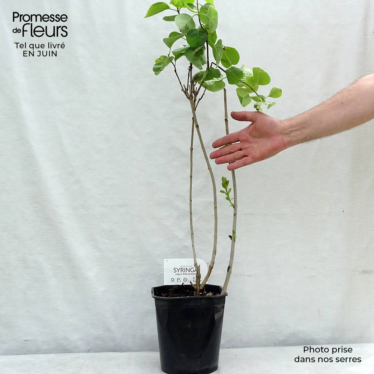 Lilas - Syringa vulgaris Belle de Nancy Pot de 3L/4L - Image 2