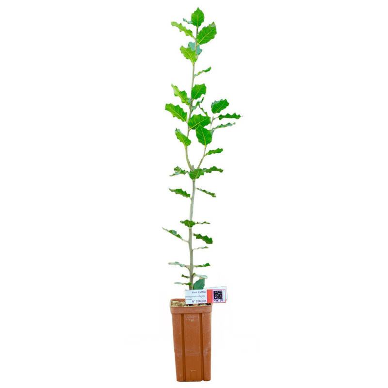 Autre - Chêne vert de 2 ans - Pépinière de Puymege - Plant truffier mycorhizé à la truffe du Périgord - Tuber mélanosporum