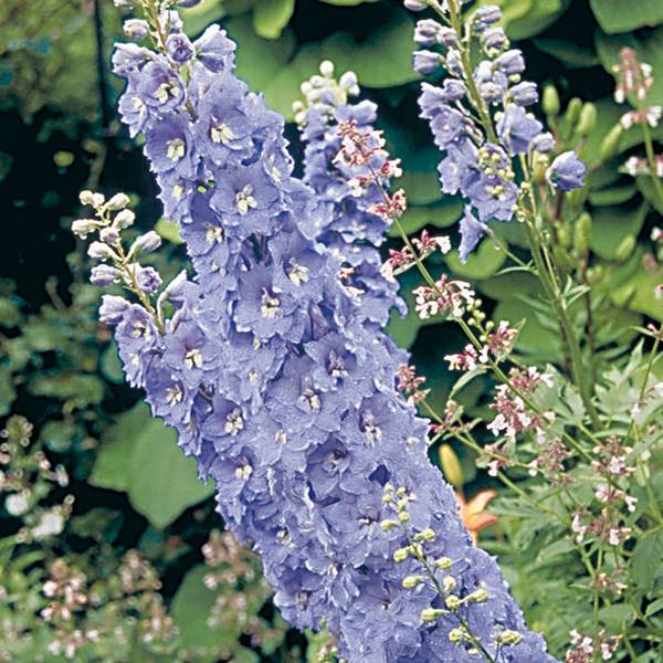 Promesse de Fleurs - Delphinium Pacific Guinerve - Pied d'Alouette vivace Godet de 7/8 cm