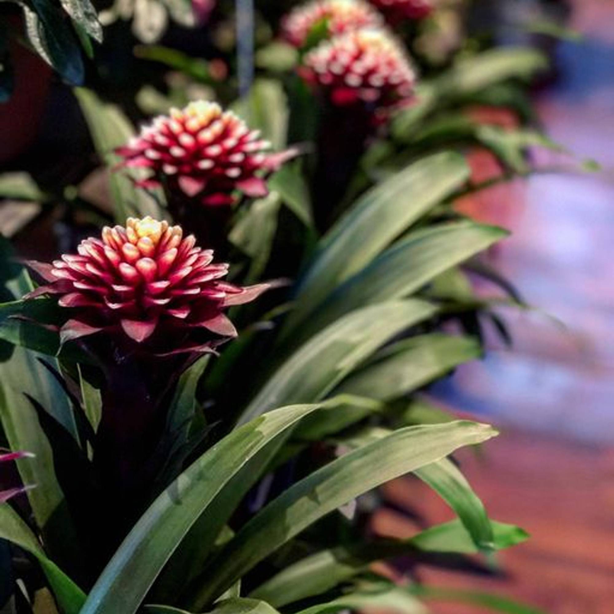 Gardenersdream - Bromélia Guzmania Francesca | Plante D'Intérieur À Fleurs Exotiques Et Feuilles Persistantes | Plante D'Intérieur En Pot (45-55 Cm, Pot Inclus) - Imagen 4