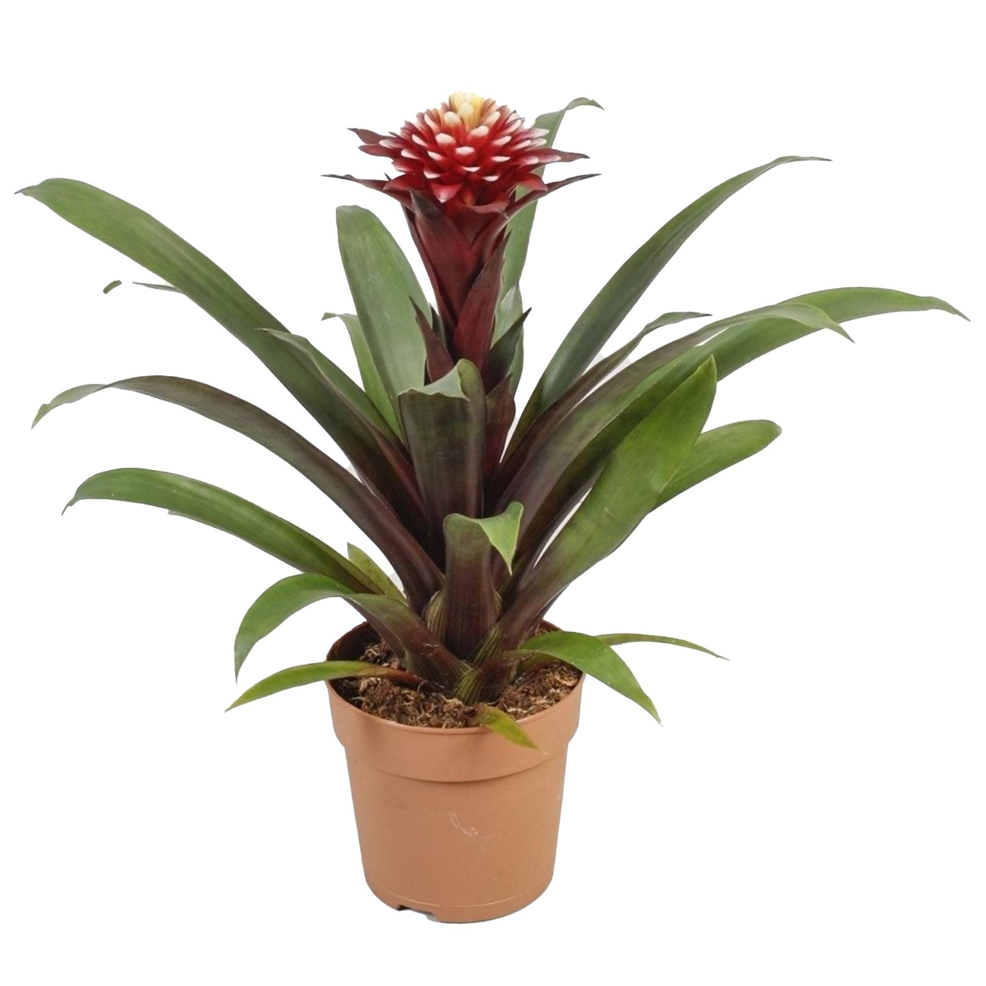 Gardenersdream - Bromélia Guzmania Francesca | Plante D'Intérieur À Fleurs Exotiques Et Feuilles Persistantes | Plante D'Intérieur En Pot (45-55 Cm, Pot Inclus) - Imagen 2