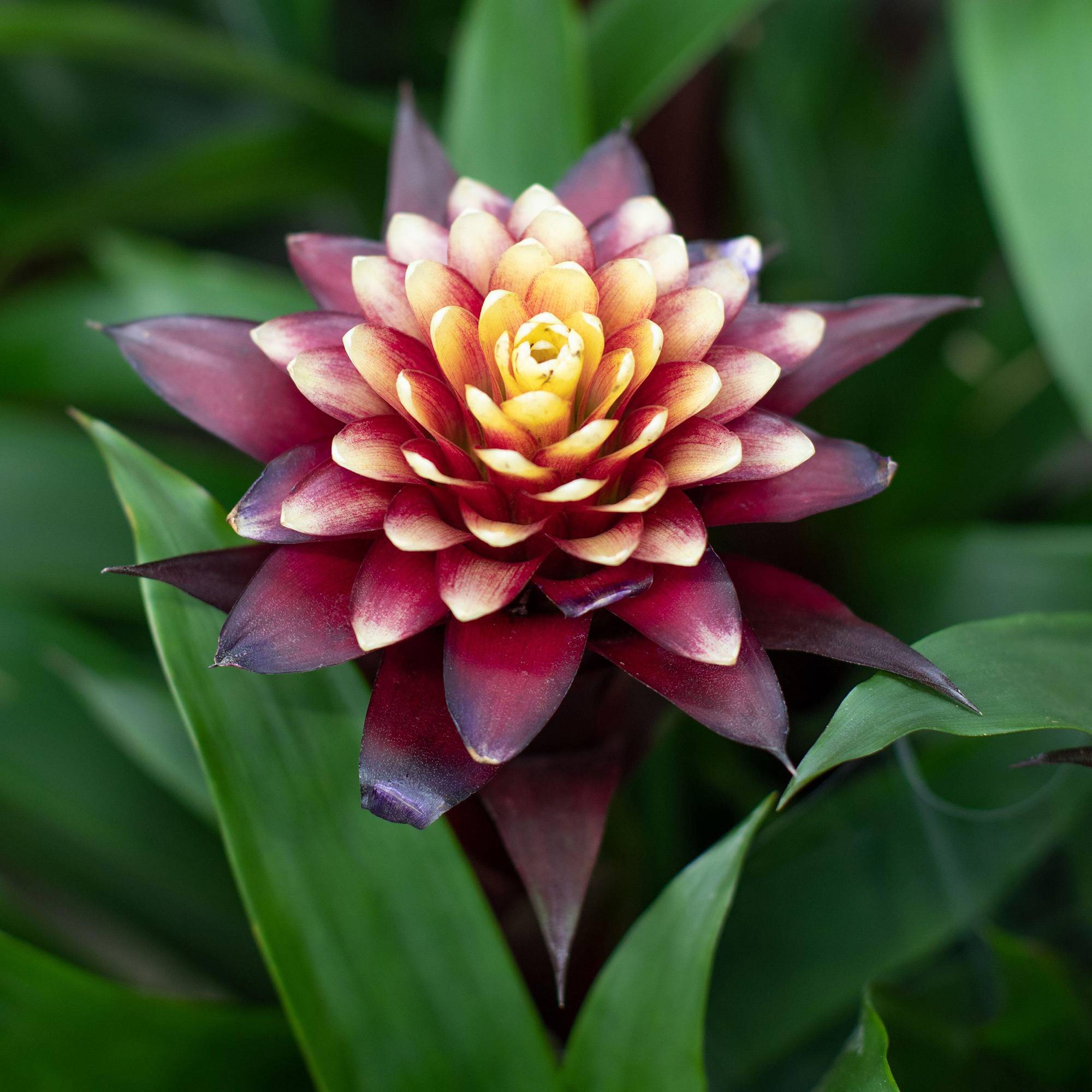 Gardenersdream - Bromélia Guzmania Francesca | Plante D'Intérieur À Fleurs Exotiques Et Feuilles Persistantes | Plante D'Intérieur En Pot (45-55 Cm, Pot Inclus)
