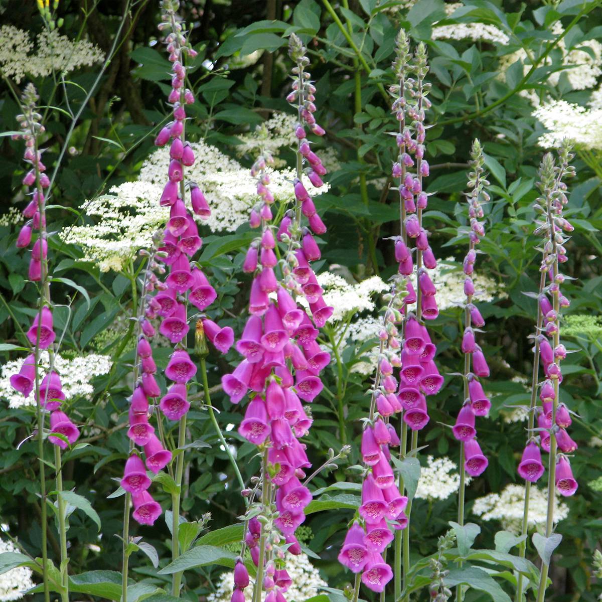 Graines de Digitale Gant de Notre Dame - Digitalis purpurea le sachet de 3400 graines environ (0,4g)