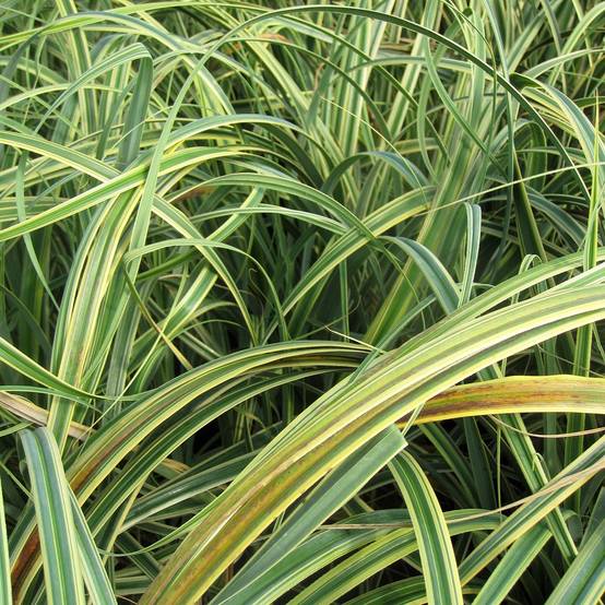 Carex trifida Rekohu Sunrise - Laîche Godet de 8/9 cm