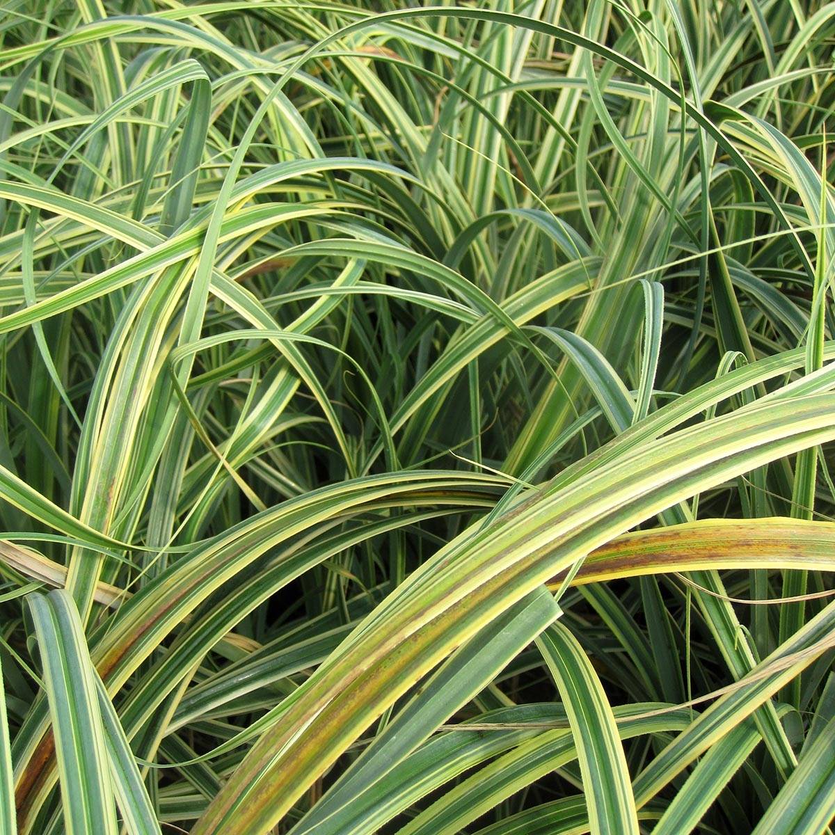 Carex trifida Rekohu Sunrise - Laîche Godet de 8/9 cm