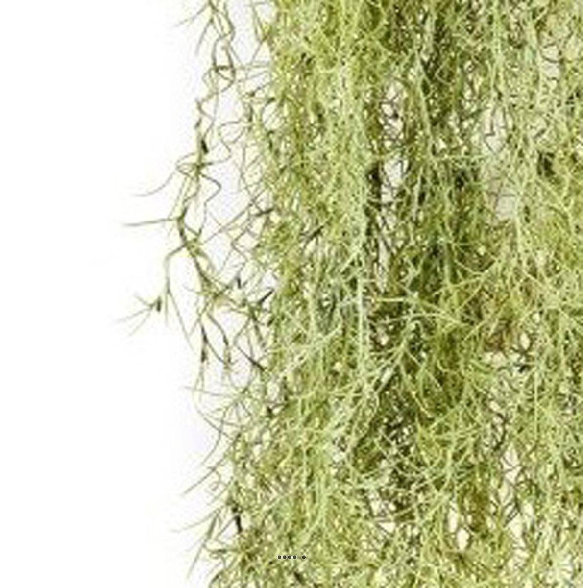 Grande chute de feuillage long hair L 80 cm Vert-Blanc - Image 3