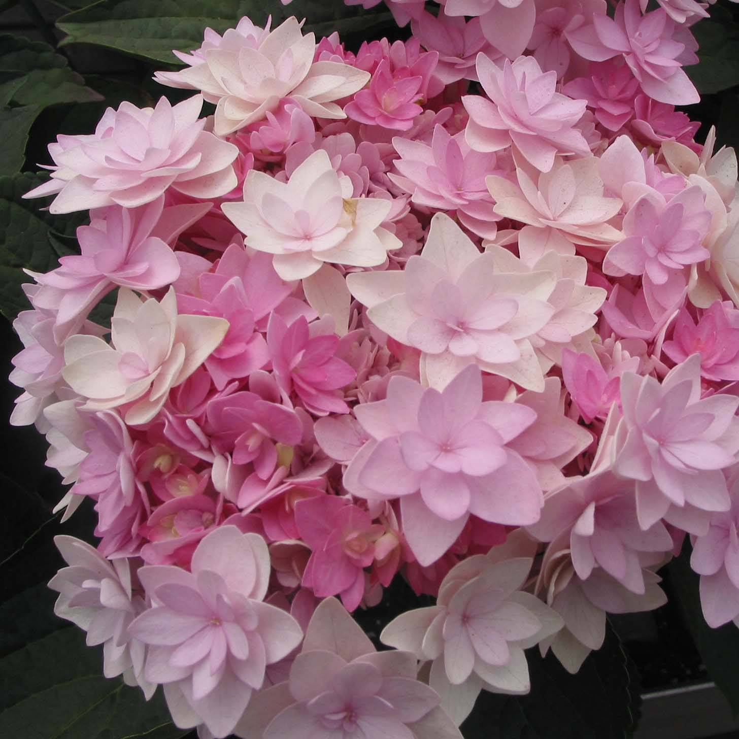 Hortensia - Hydrangea macrophylla You and Me Romance Pot de 1,5L/2L - Image 1