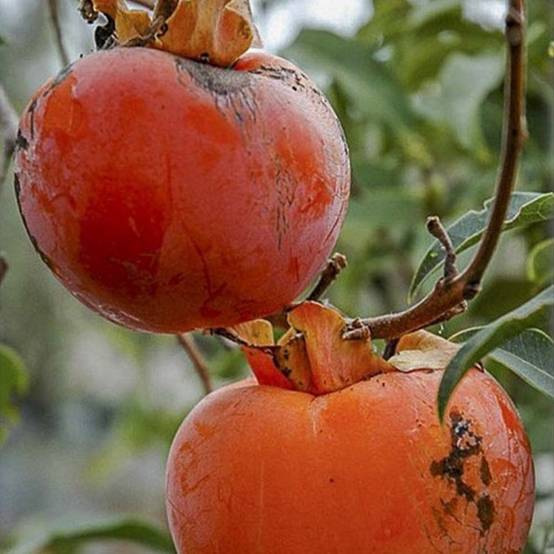 Promesse de Fleurs - Plaqueminier, Kaki - Diospyros kaki Cioccolatino Pot de 12L/15L, Demi-Tige