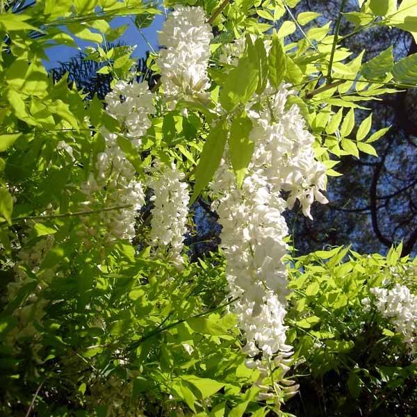 Promesse de Fleurs - Glycine de Chine - Wisteria sinensis Alba Godet de 8/9 cm