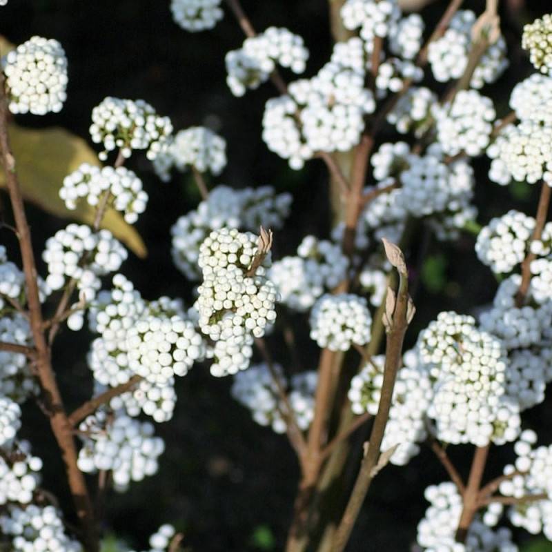 Callicarpa, Arbuste aux bonbons Magical® Snowstar 'Kolmsnostar' à fleurs Blanche - feuillage Caduc - Pot de 2L - 40/60 cm-  hauteur à maturité De 1,00 - Imagen 3