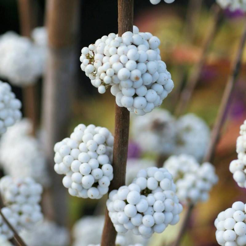 Callicarpa, Arbuste aux bonbons Magical® Snowstar 'Kolmsnostar' à fleurs Blanche - feuillage Caduc - Pot de 2L - 40/60 cm-  hauteur à maturité De 1,00 - Imagen 2