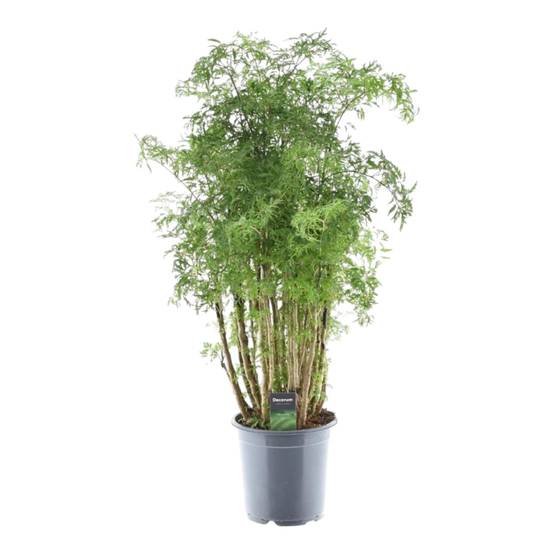 Polyscias Hawaiiana Ming - D24 H90cm