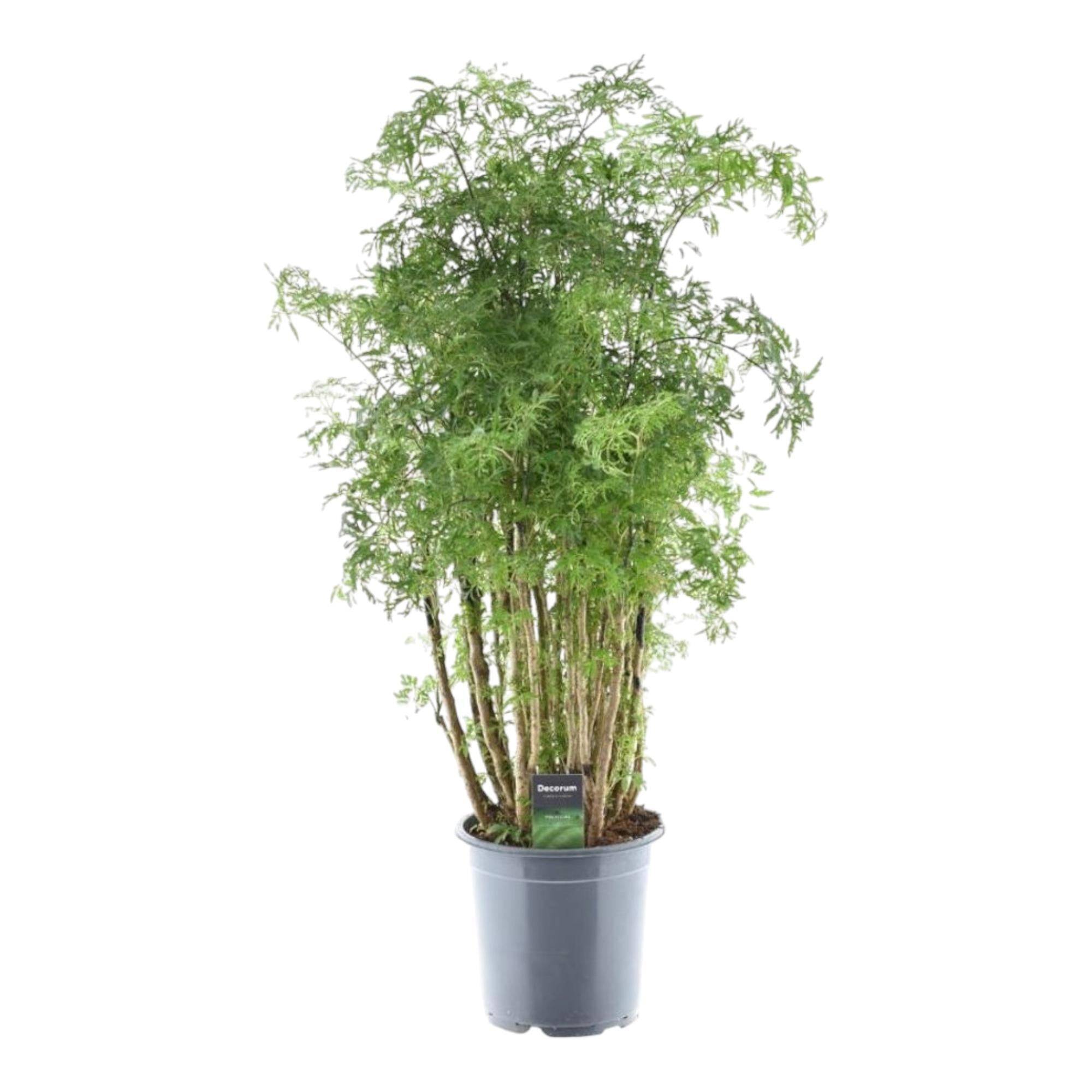 Polyscias Hawaiiana Ming - D24 H90cm