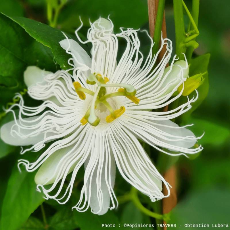 Passiflore à fruits Cooltropics® Snowstar® à fleurs Blanche - feuillage Caduc - Pot de 3L - Echelle bambou 60/120 cm- hauteur à maturité De 2,50 m à - Image 1