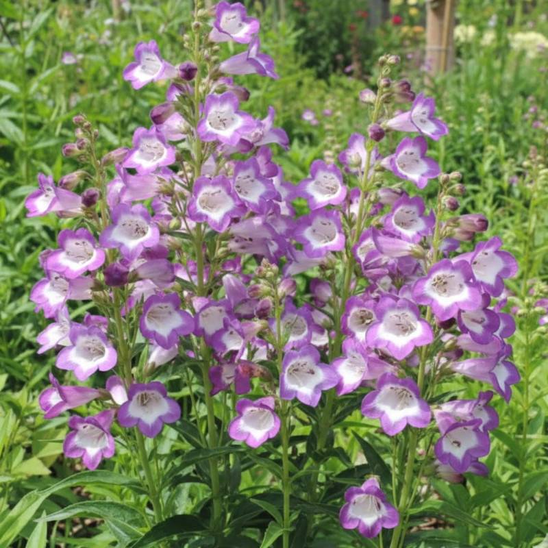 Penstemon Pensham Czar à fleurs Blanche/Violette - feuillage Caduc - Godet - 5/20 cm - Imagen 1