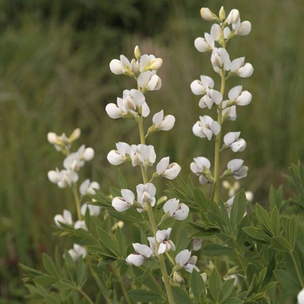 Promesse de Fleurs - Lupin indigo - Baptisia australis Alba Godet de 8/9 cm