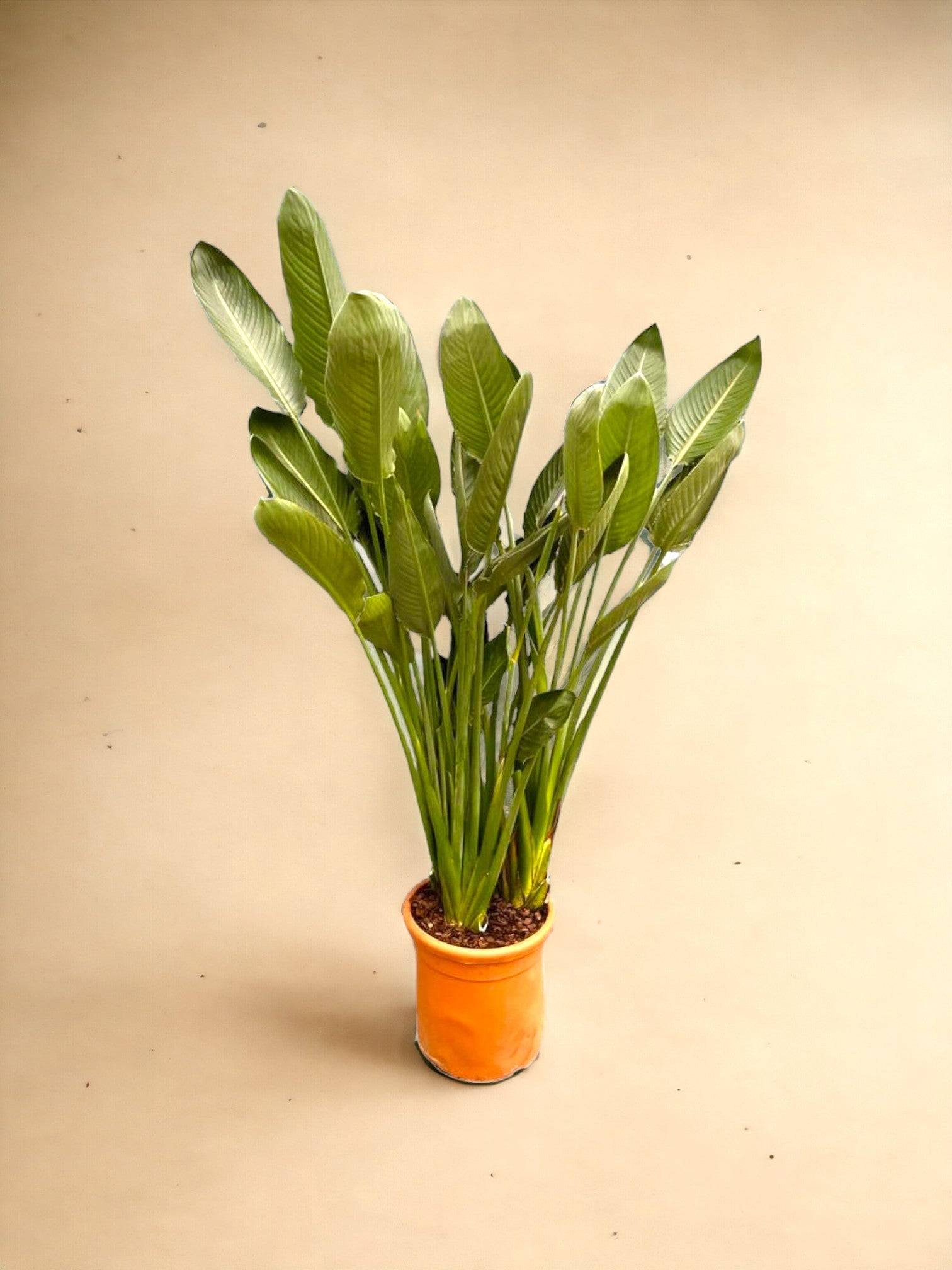 Strelitzia Reginae - D50 H180cm